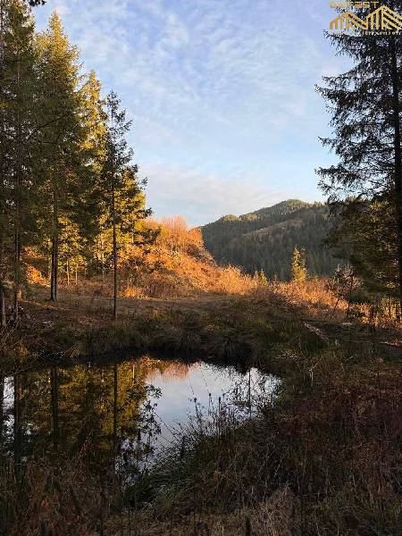 Верхній Ясенів. Ділянка площею 80 сотих серед лісу